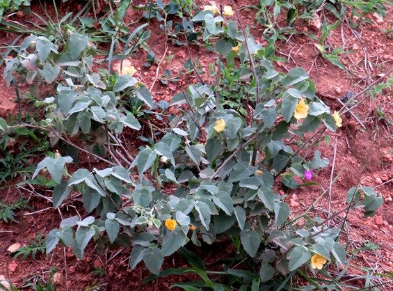 Abutilon austro-africanum