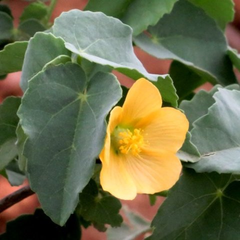Abutilon austro-africanum flower