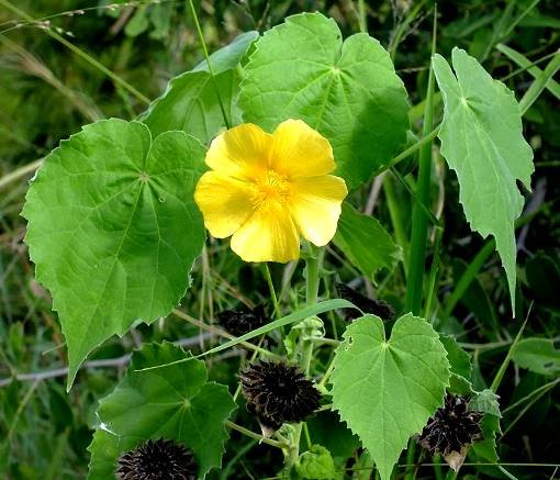Abutilon grandiflorum flower