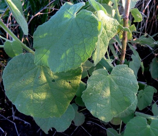 Abutilon ramosum leaves