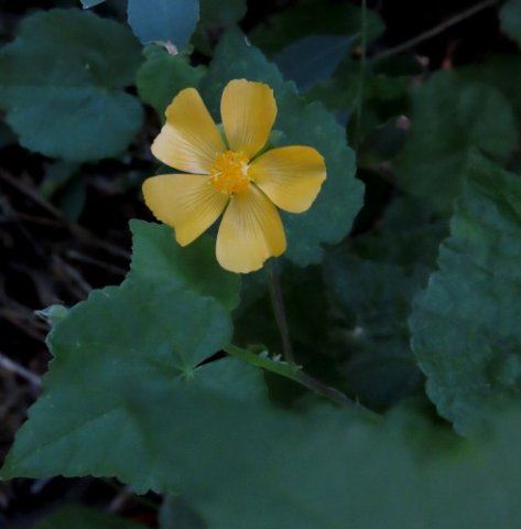 Abutilon sonneratianum