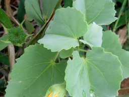 Abutilon austro-africanum leaves