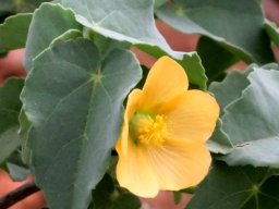 Abutilon austro-africanum flower