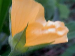 Abutilon austro-africanum floral profile