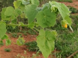 Abutilon grandiflorum