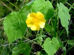 Abutilon grandiflorum flower