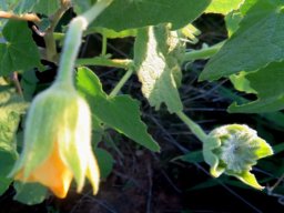 Abutilon ramosum flower and fruit