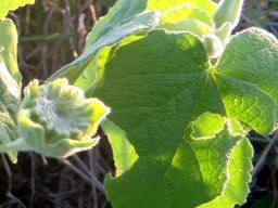 Abutilon ramosum