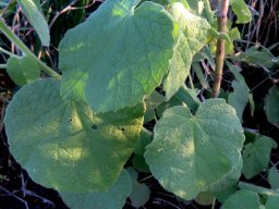 Abutilon ramosum leaves