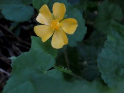 Abutilon sonneratianum