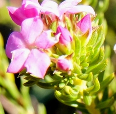 Acmadenia alternifolia flowers