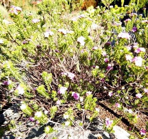 Acmadenia alternifolia