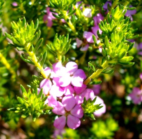 Acmadenia alternifolia morning fresh