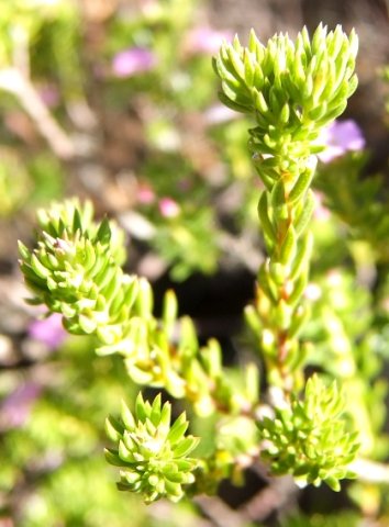 Acmadenia alternifolia leaves