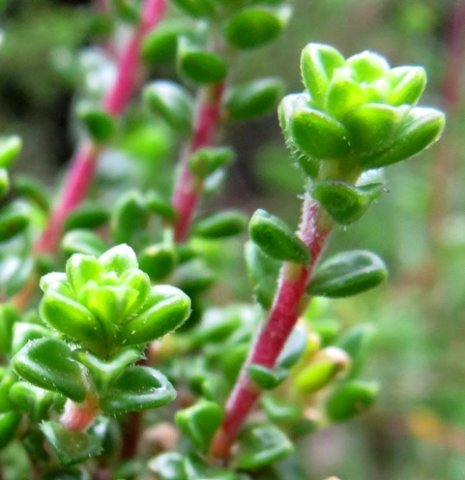 Acmadenia heterophylla leaves