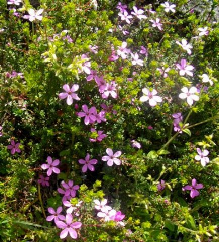 Acmadenia heterophylla