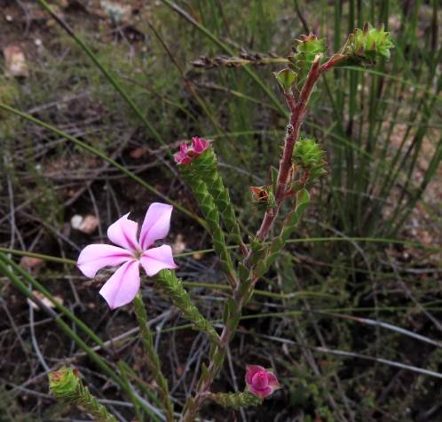 Acmadenia macropetala