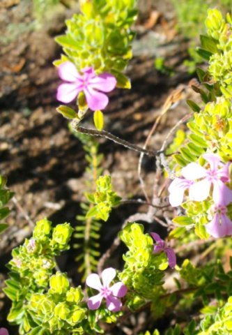 Acmadenia