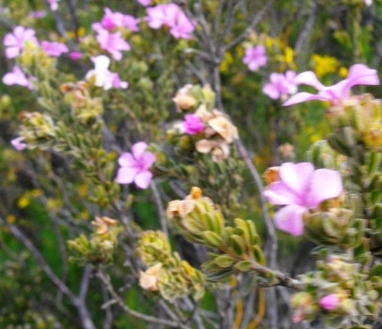 Acmadenia mundiana