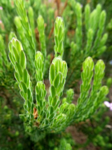 Acmadenia mundiana leaves