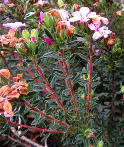 Acmadenia mundiana upper stems
