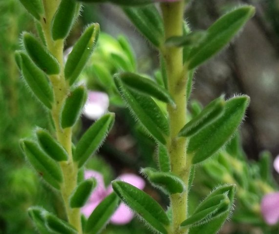 Acmadenia mundiana leaf midrib appendages