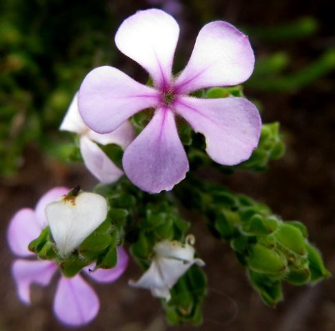 Acmadenia mundiana flower