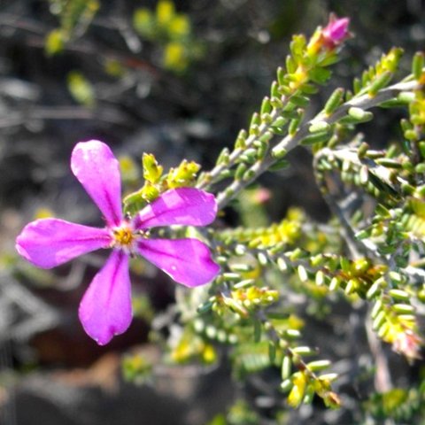 Acmadenia sheilae