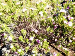 Acmadenia alternifolia