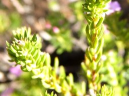 Acmadenia alternifolia leaves