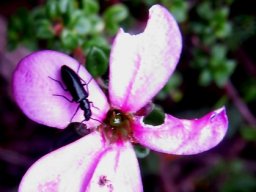Acmadenia heterophylla eaten flower