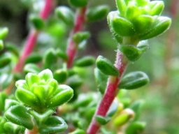 Acmadenia heterophylla leaves