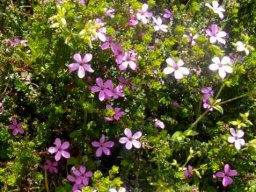 Acmadenia heterophylla