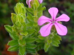 Acmadenia mundiana leaves and flower