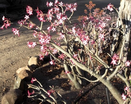 Adenium multiflorum