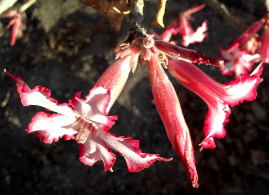 Adenium multiflorum flowers