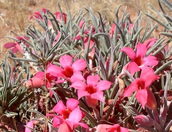Adenium