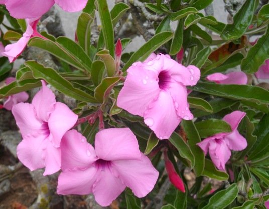 Adenium swazicum flowers