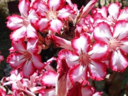 Adenium multiflorum flowers