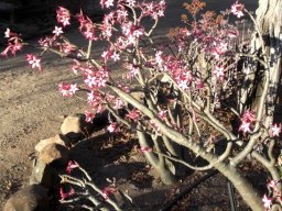 Adenium multiflorum