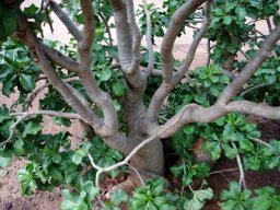 Adenium multiflorum stems