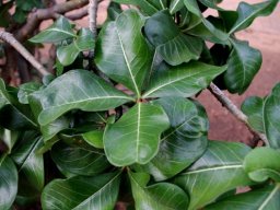 Adenium multiflorum leaves