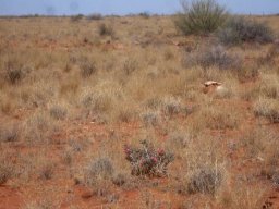 Adenium oleifolium in habitat