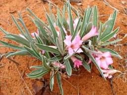 Adenium oleifolium