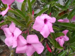 Adenium swazicum flowers
