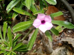 Adenium swazicum pointy petals