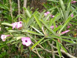 Adenium swazicum showing bare stems