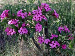 Adenium swazicum flowering deep pink