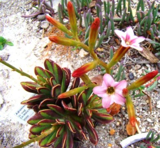 Adromischus caryophyllaceus