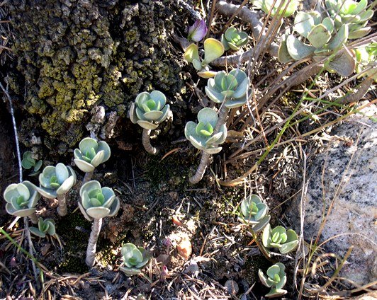 Adromischus caryophyllaceus looking up